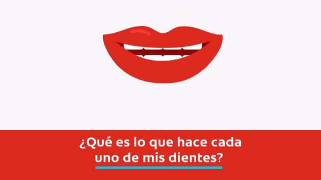 ¿Cuáles Son Las Diferentes Partes Del Diente?