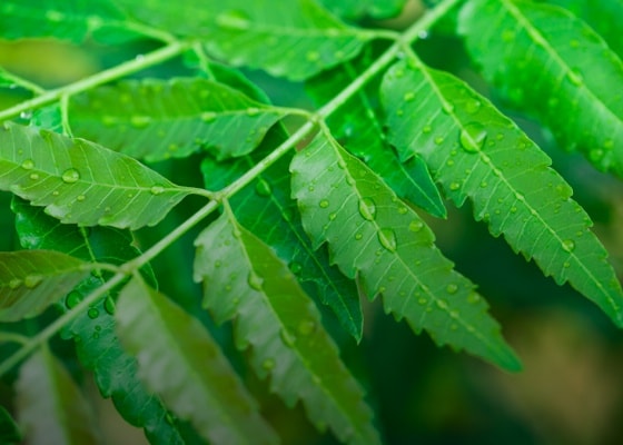 Neem fights Gum problems and improves health